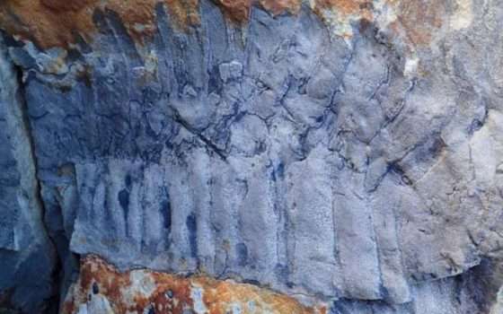 Millepiedi gigante: trovato fossile in Inghilterra