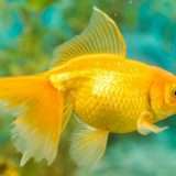 Pesce rosso riesce a navigare anche con un'auto