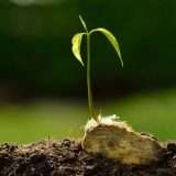 Le piante non riescono più a depositare semi come prima