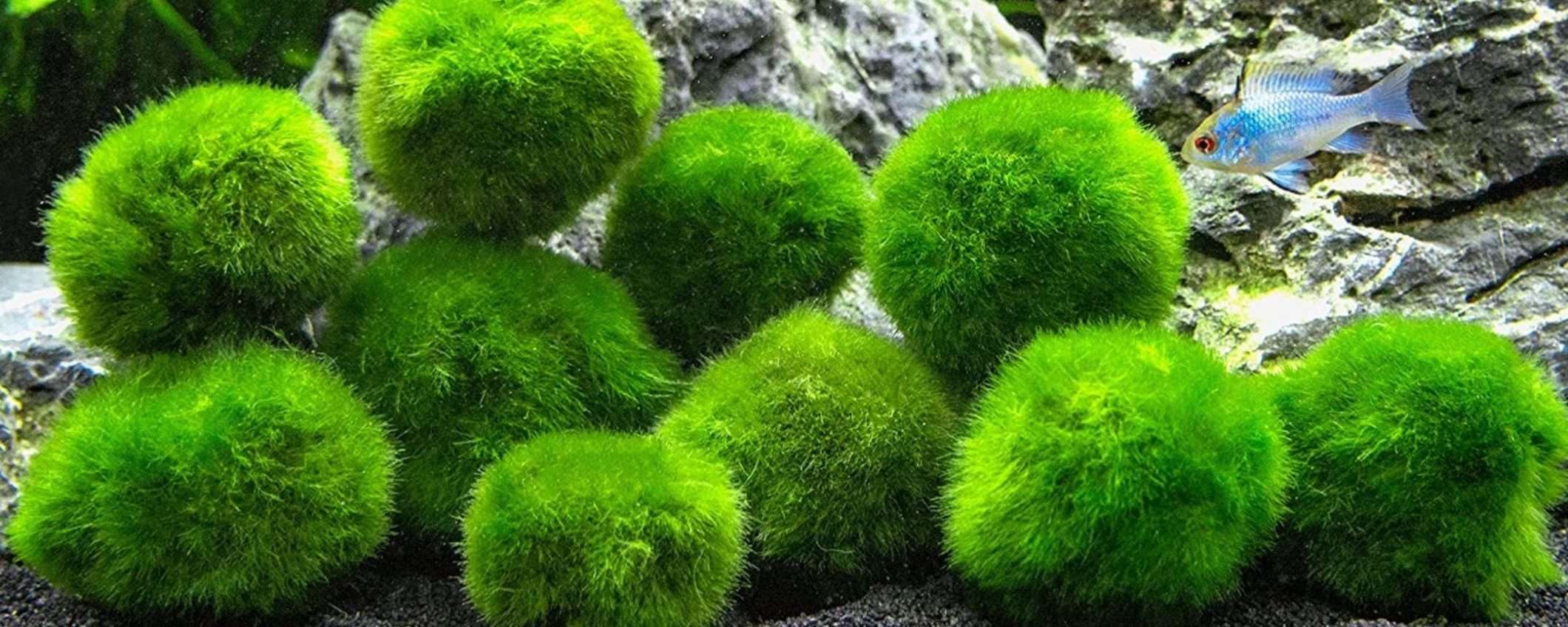 Alga comanda un robot grazie alla Fotosintesi