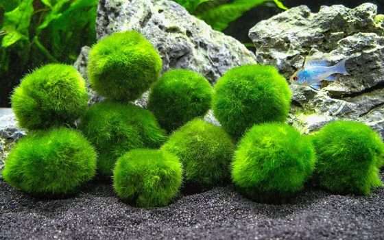 Alga comanda un robot grazie alla Fotosintesi