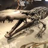 Dinosauro trovato nello stomaco di un coccodrillo