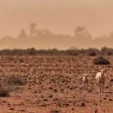Australia a rischio per il cambiamento climatico