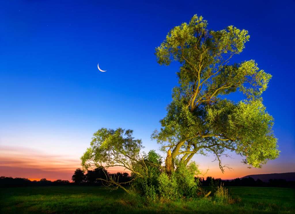 alberi luna
