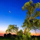 Alberi della Luna: presenti 500 e sono sulla Terra