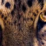 NFT a tutela degli animali: la storia di Tlalamba