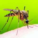 Le zanzare evitano i pesticidi dopo una dose non letale