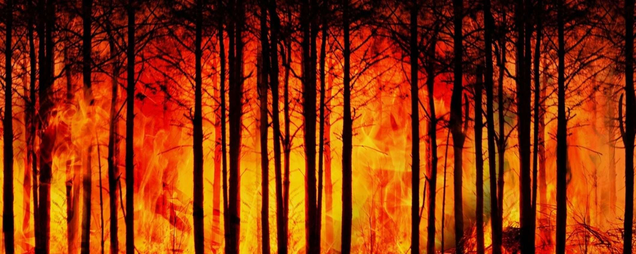 Incendi negli USA: 4 volte più grandi e 3 volte più frequenti