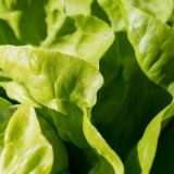 Lattuga spaziale contro la perdita di massa ossea