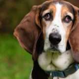 Google denuncia l'autore di una pet scam