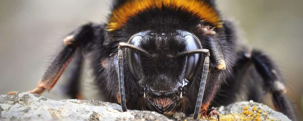 Bumblebee è il nuovo malware del gruppo Conti