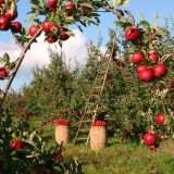 Classe di Laurea L-26 Triennale in Scienze e tecnologie agro-alimentari