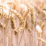 GranoScan è l'app del CNR che tutela il frumento