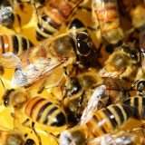 Operation CuckooBees: furto di proprietà intellettuali