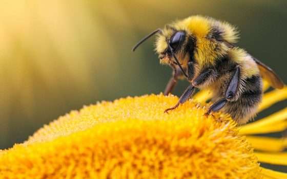 BeeNFT: compri un NFT, ricevi il miele delle api
