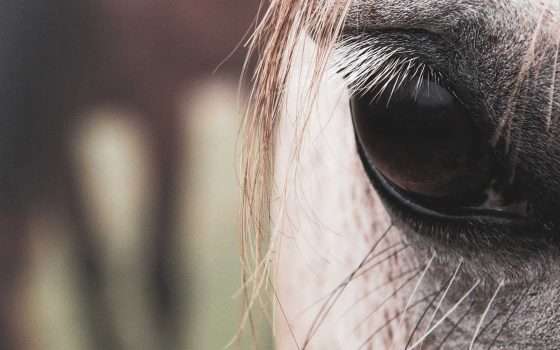 Nel bene e nel male, Elon Musk