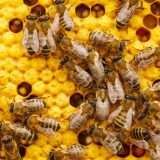 Hive: ransomware in Rust con nuova crittografia