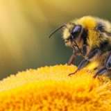 Bumblebee ritorna con una nuova tecnica di infezione