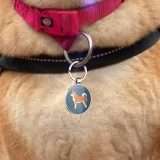 Disontag: la medaglietta che arricchisce il microchip del cane