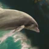 Dolphin: nuova backdoor per attività di spionaggio