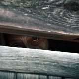 Gannibal: guarda la nuova serie in streaming