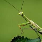 Roaming Mantis può cambiare i DNS del router