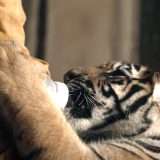 Il Ragazzo e la Tigre: guarda il film in streaming gratis