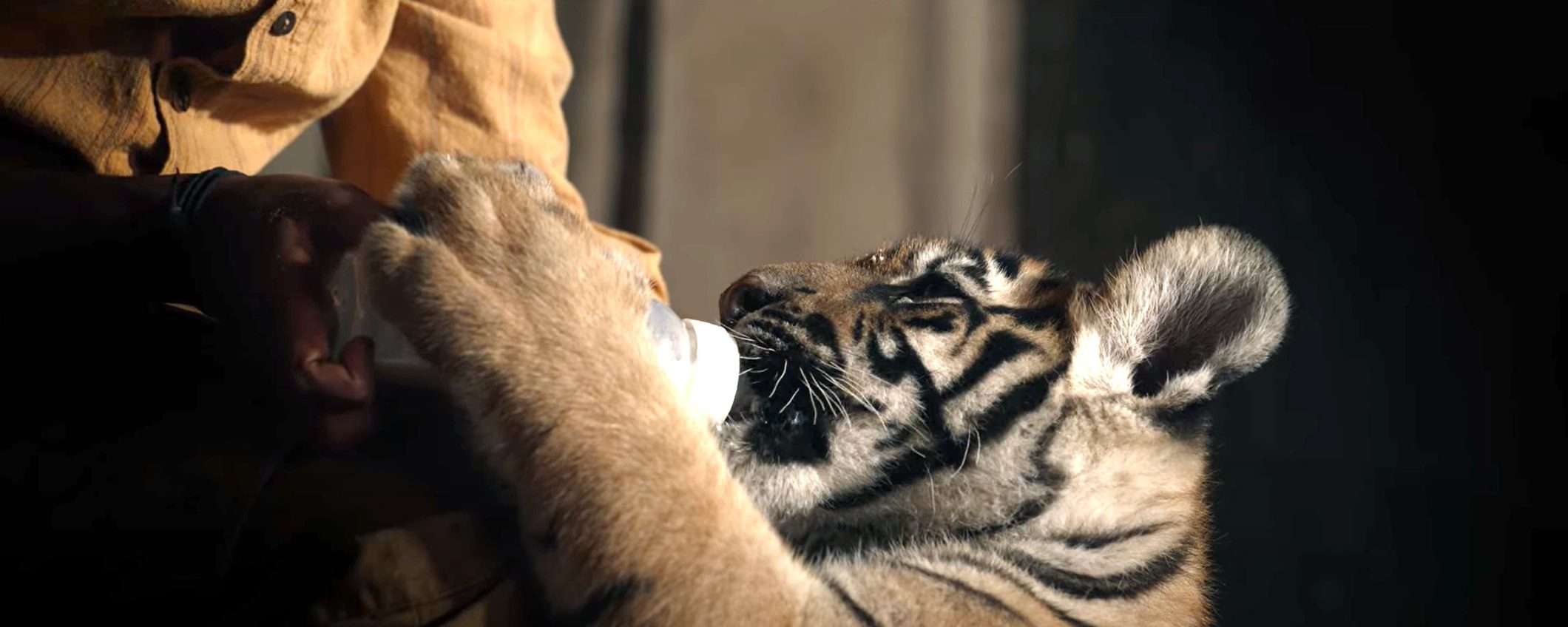 Il Ragazzo e la Tigre: guarda il film in streaming gratis