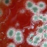 Naso elettronico AI per prevenire intossicazioni alimentari