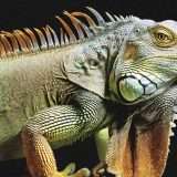 Titan Image Generator: l'IA di Amazon crea immagini