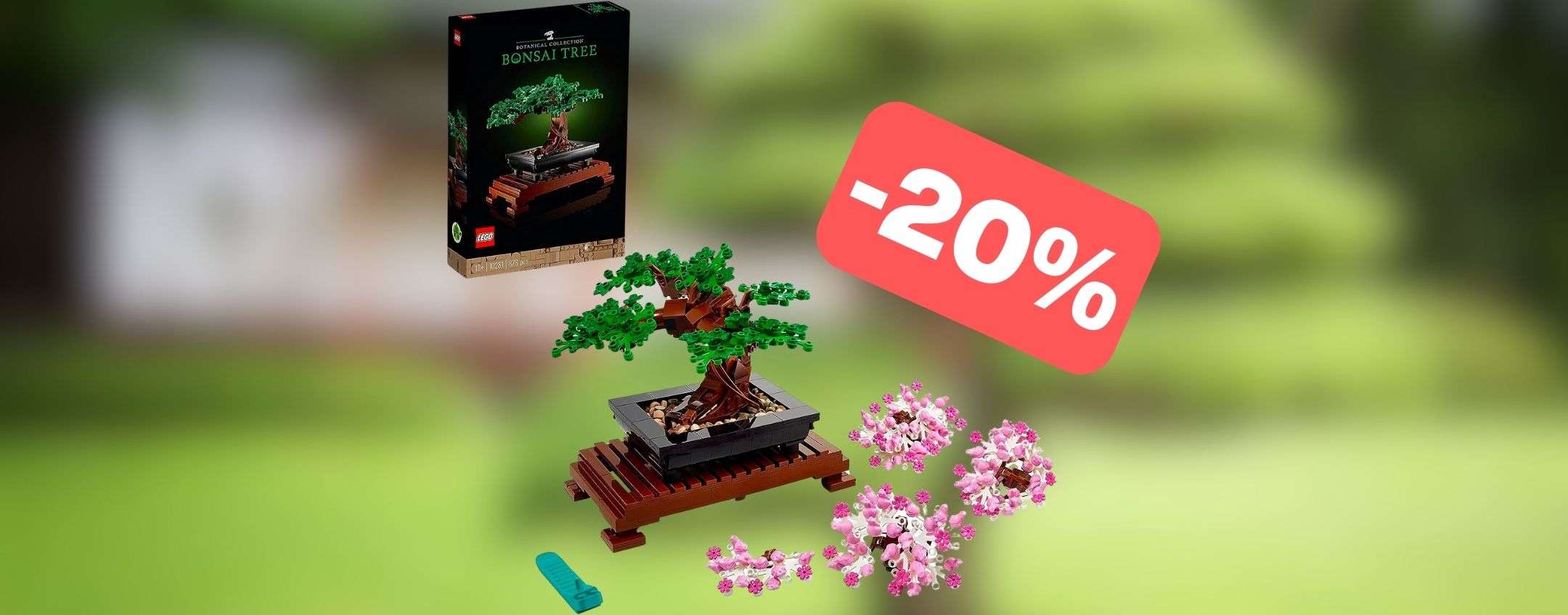 Come Far Germogliare I Semi Di Bonsai | Mondo Bonsai Come Far Germogliare I Semi Di Bonsai | Mondo Bonsai