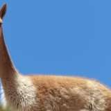 Meta lancerà a luglio Llama 3, il modello AI open source