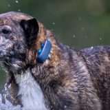 Localizzatore GPS per cani Tractive al suo PREZZO MINIMO