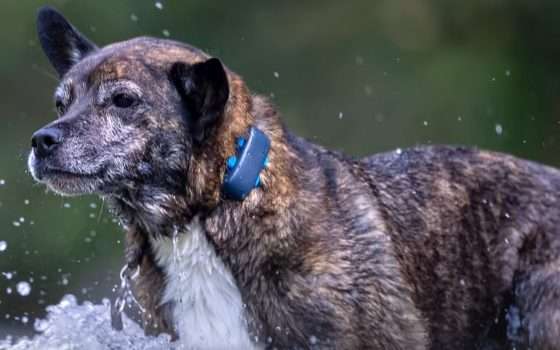 Localizzatore GPS per cani Tractive al suo PREZZO MINIMO