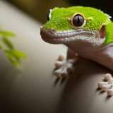 Gecko, il nuovo benchmark per testare i generatori di immagini AI