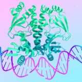 DeepMind crea AI in grado di modellare il DNA e l'RNA