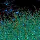 Cervello umano in 3D: le immagini generate dall'AI di Google