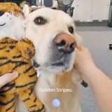 Google presenta Project Astra, l'assistente AI universale