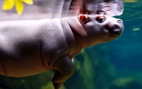 Movie Gen è il nuovo generatore video IA di Meta