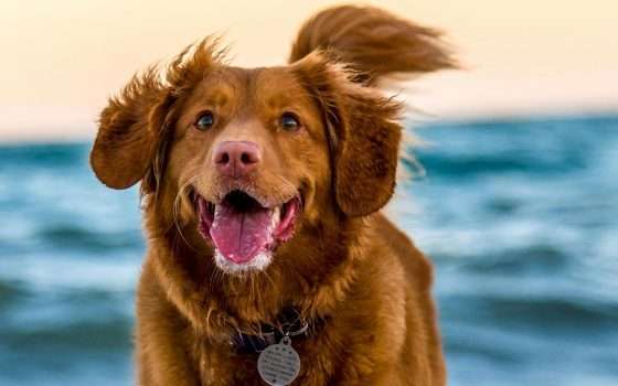 Intelligenza artificiale per interpretare le emozioni degli animali