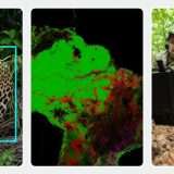 SpeciesNet di Google, AI per identificare le specie animali