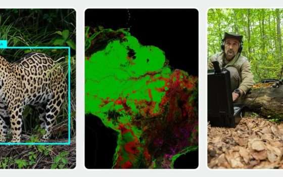 SpeciesNet di Google, AI per identificare le specie animali