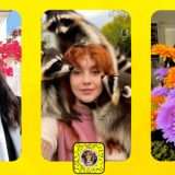 Snapchat, arrivano le Lenti video AI per animare fiori e volpi
