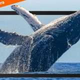 Tablet Android da 10 pollici a soli 71€: ecco il coupon