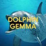 DolphinGemma di Google, l'AI per capire come parlano i delfini