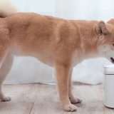 Se hai un animale domestico, questo è l’accessorio INDISPENSABILE per l’estate