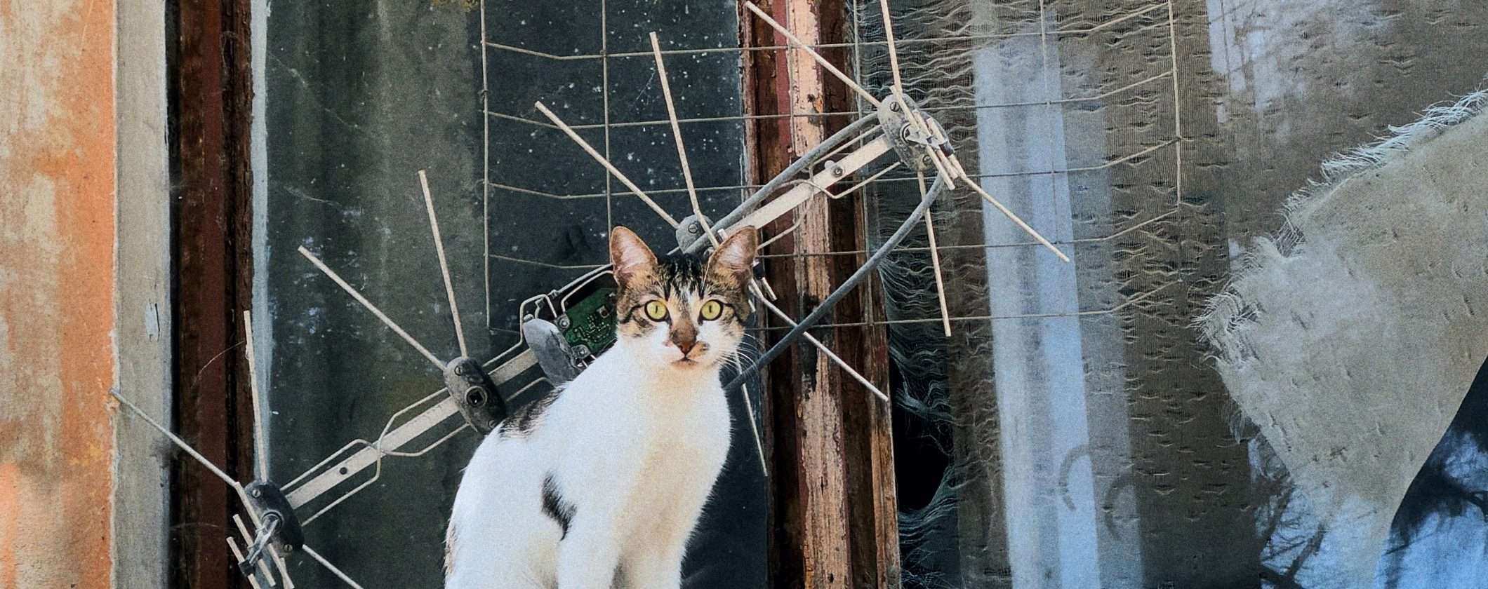 Digitale terrestre: qual è il miglior impianto per vedere tutti i canali