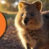 Ubuntu 25.10 disponibile in beta con Linux 6.17 e GNOME 49