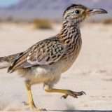 MAI-Image-1 di Microsoft per generare immagini AI su Bing