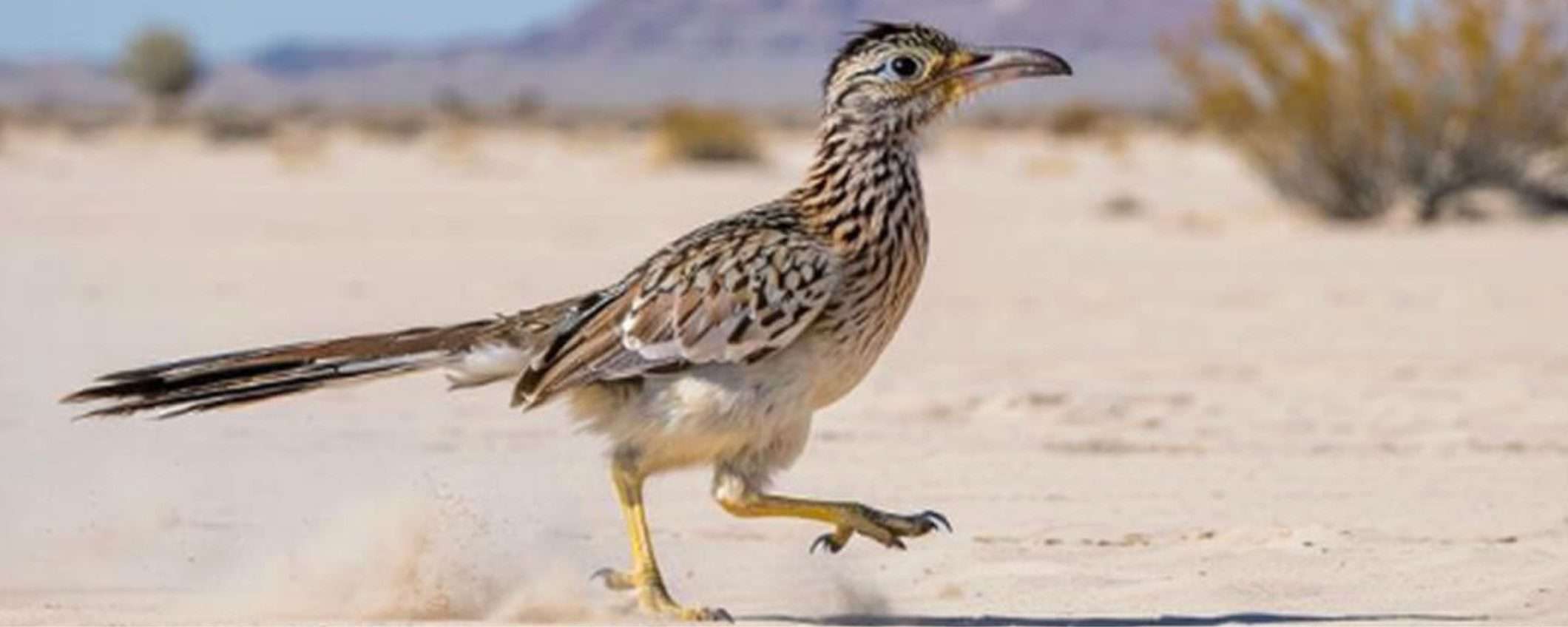 MAI-Image-1 di Microsoft per generare immagini AI su Bing